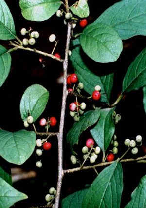 Ayush Herbs Vidang Capsules - Parasitic Remedy